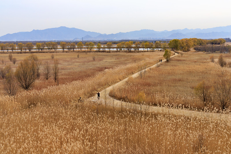 1638239918138385.jpg 野鸭湖_副本.jpg