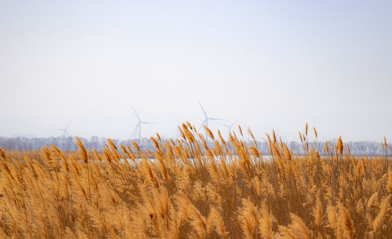 1638239942225288.jpg 野鸭湖 (2)_副本.jpg