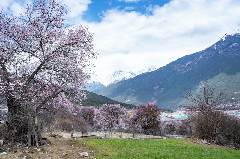 波密桃花_副本.jpg