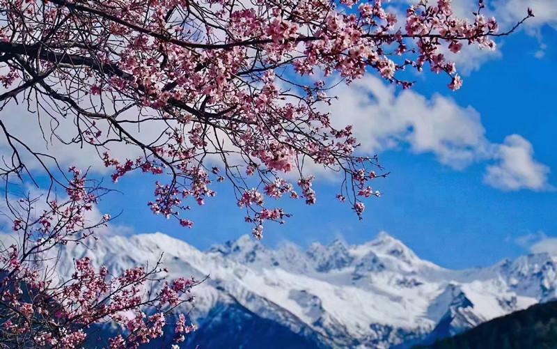 林芝桃花 (1)_副本.jpg