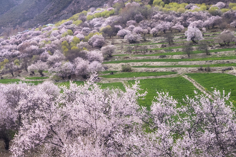 林芝桃花_副本.jpg