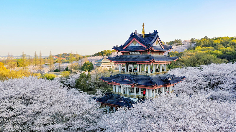 鼋头渚樱花 (3)_副本.jpg