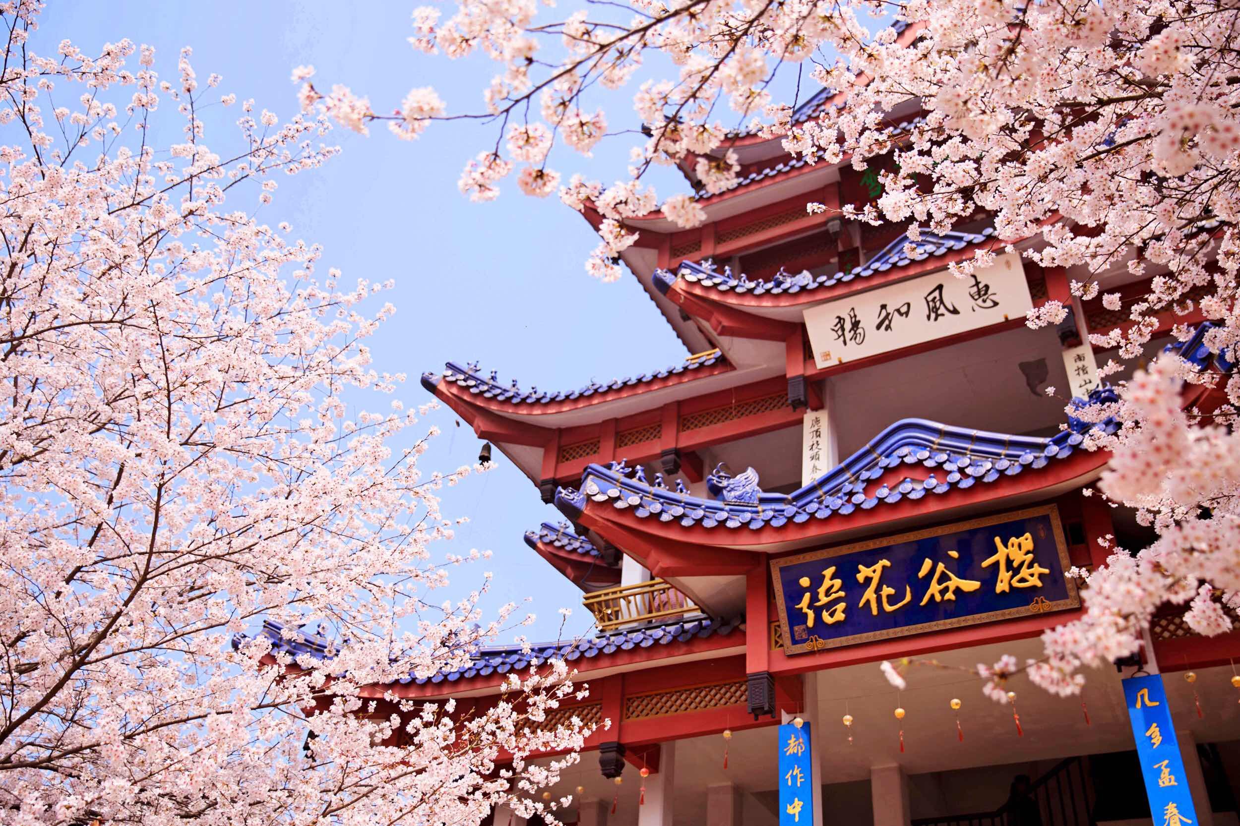 鼋头渚樱花.jpeg