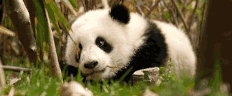 e0f2b56f988874f7e3a7c92cb97cb556-sz_655298.gif