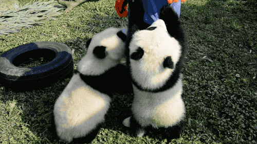 e8e8272d2b03d0fa447e5c2599140025-sz_1738151.gif