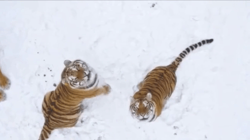 e7892dbbf43ef84d8c6d079fa1cdb7de-sz_5292767.gif