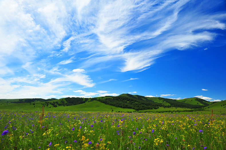 夏季遍地野花.jpg