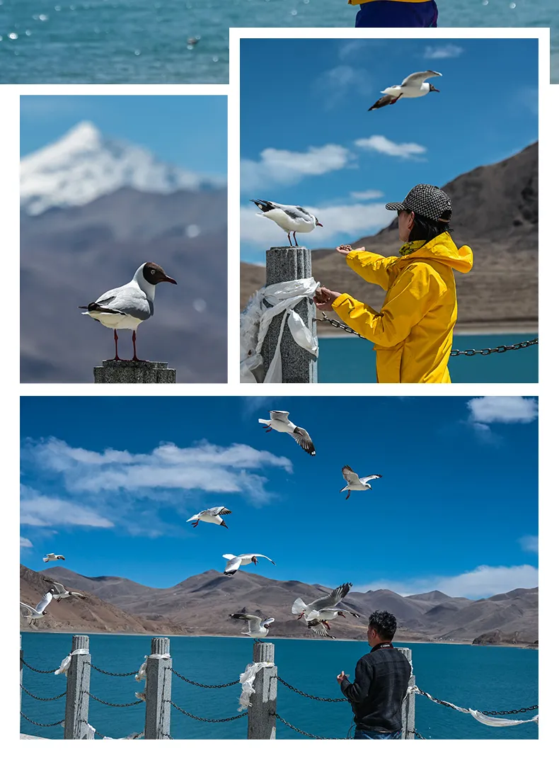 1762396734480840.png 706e51ee-7abf-4041-84a4-972cffd05c49.png